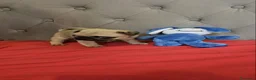 Carlino cani in vendita: Cuccioli di carlino con pedigree (1800€ - 2500€) a Città Metropolitana di Firenze - Annuncio 5
