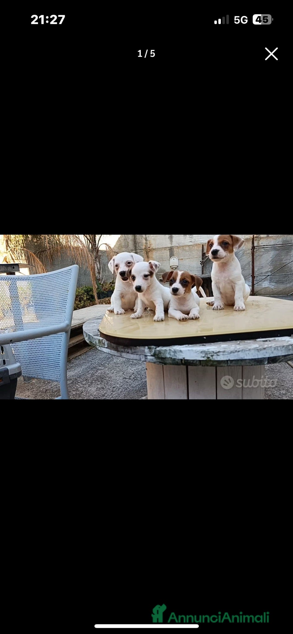 Jack Russell cani Jack Russell vaccinati a zampa corta - Annuncio 2