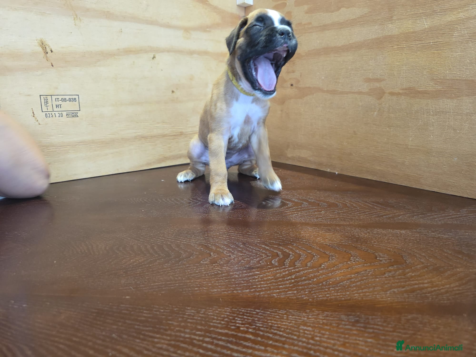 Boxer cani in vendita: Cuccioli di boxer a Provincia di Fermo - Annuncio 6