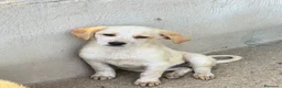 Meticcio cani in regalo: Lia femmina  a Provincia di Pisa - Annuncio 2