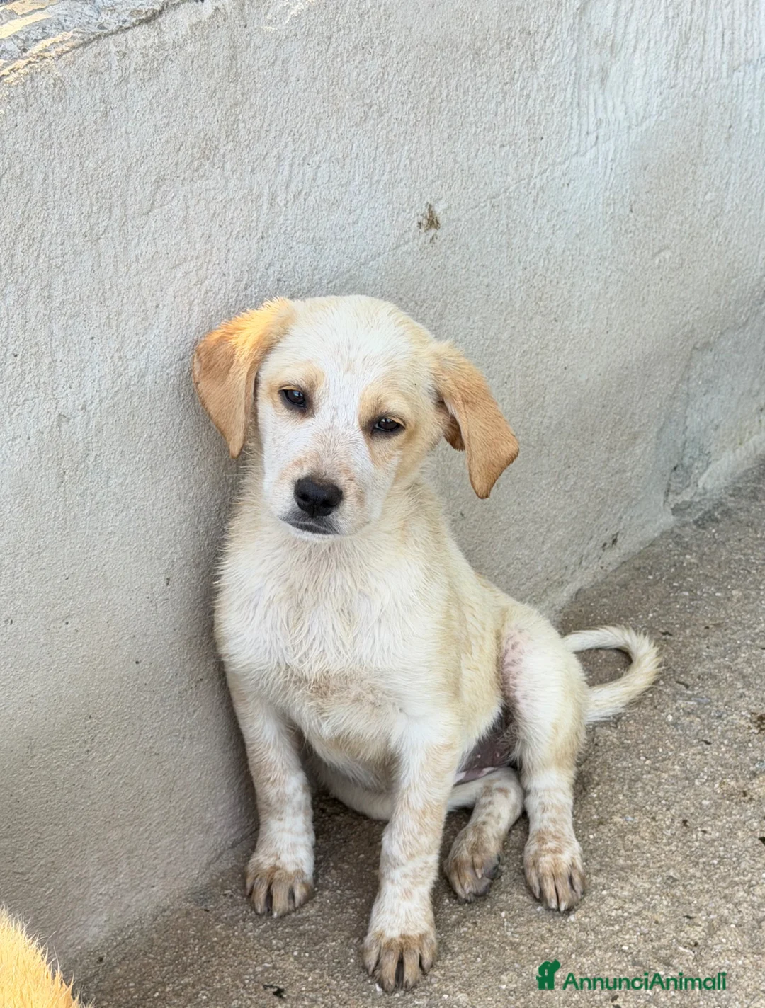 Meticcio cani in regalo: Lia femmina  a Provincia di Pisa - Annuncio 2
