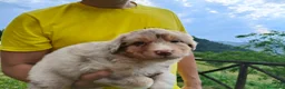 Australian Shepherd cani in vendita: Cuccioli Australian Shepherd con pedigree  - Annuncio 9