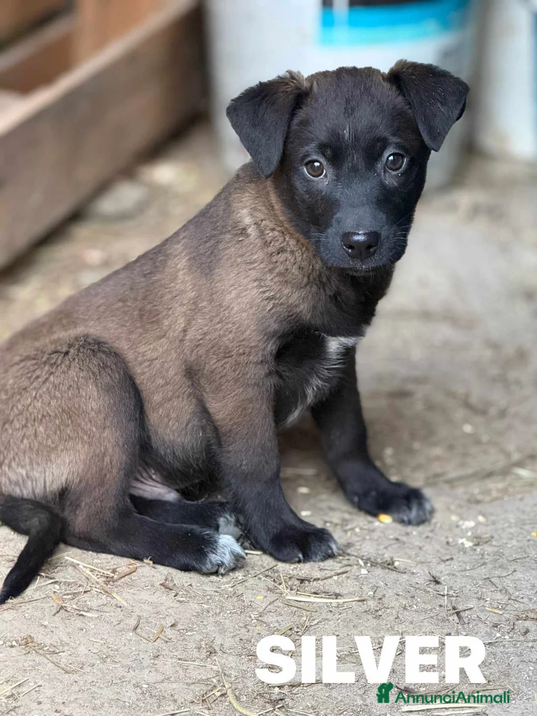 Meticcio cani in regalo: STEEL & SILVER, fratellini dal manto d'argento!  - Annuncio 8