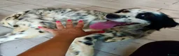 Meticcio cani in regalo: Zayra - Annuncio 4