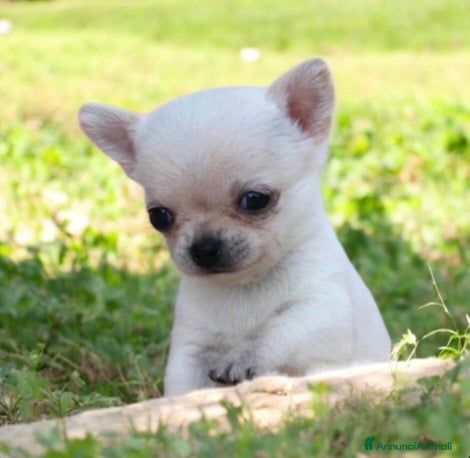 Chihuahua cani Mini mini chihuahua pedigree enci - Annuncio 4