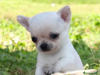 Chihuahua cani Mini mini chihuahua pedigree enci - Annuncio 4