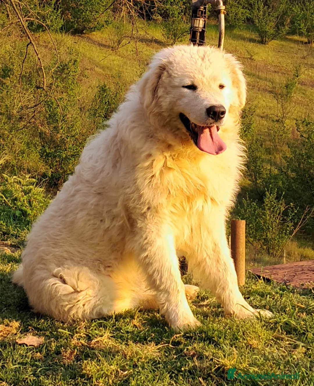 Pastore Maremmano cani in vendita: spettacolari cuccioli di Pastore marem. Abruzzese  - Annuncio 21