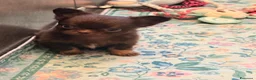 Chihuahua cani in vendita: Cucciolo di chihuahua - Annuncio 4