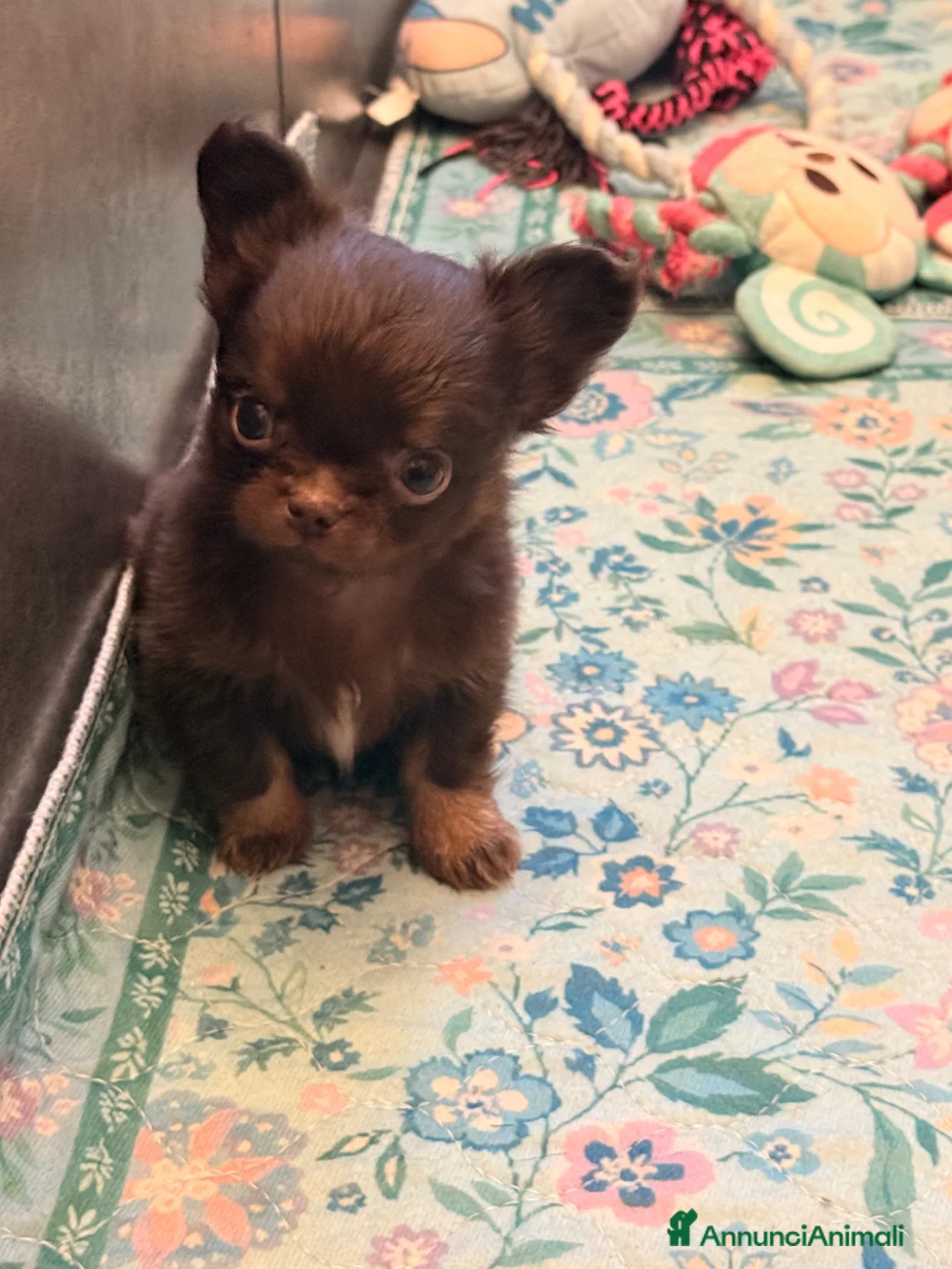 Chihuahua cani in vendita: Cucciolo di chihuahua - Annuncio 4