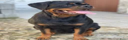 Rottweiler cani in vendita: Rottweiler alta genealogia  - Annuncio 5