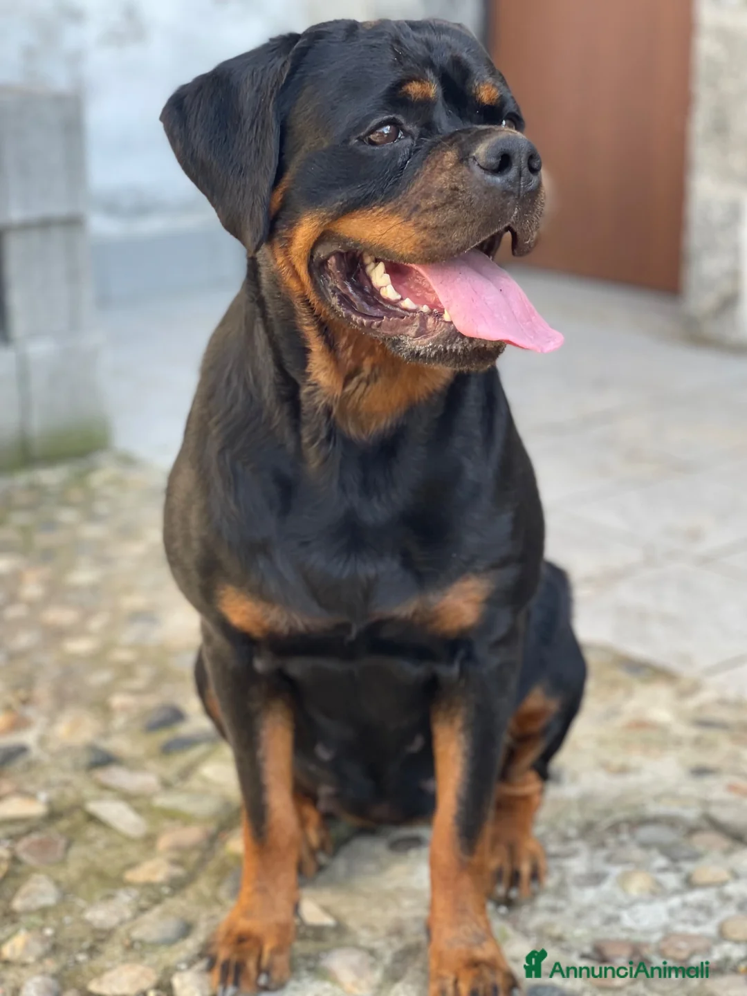 Rottweiler cani in vendita: Rottweiler alta genealogia  - Annuncio 5