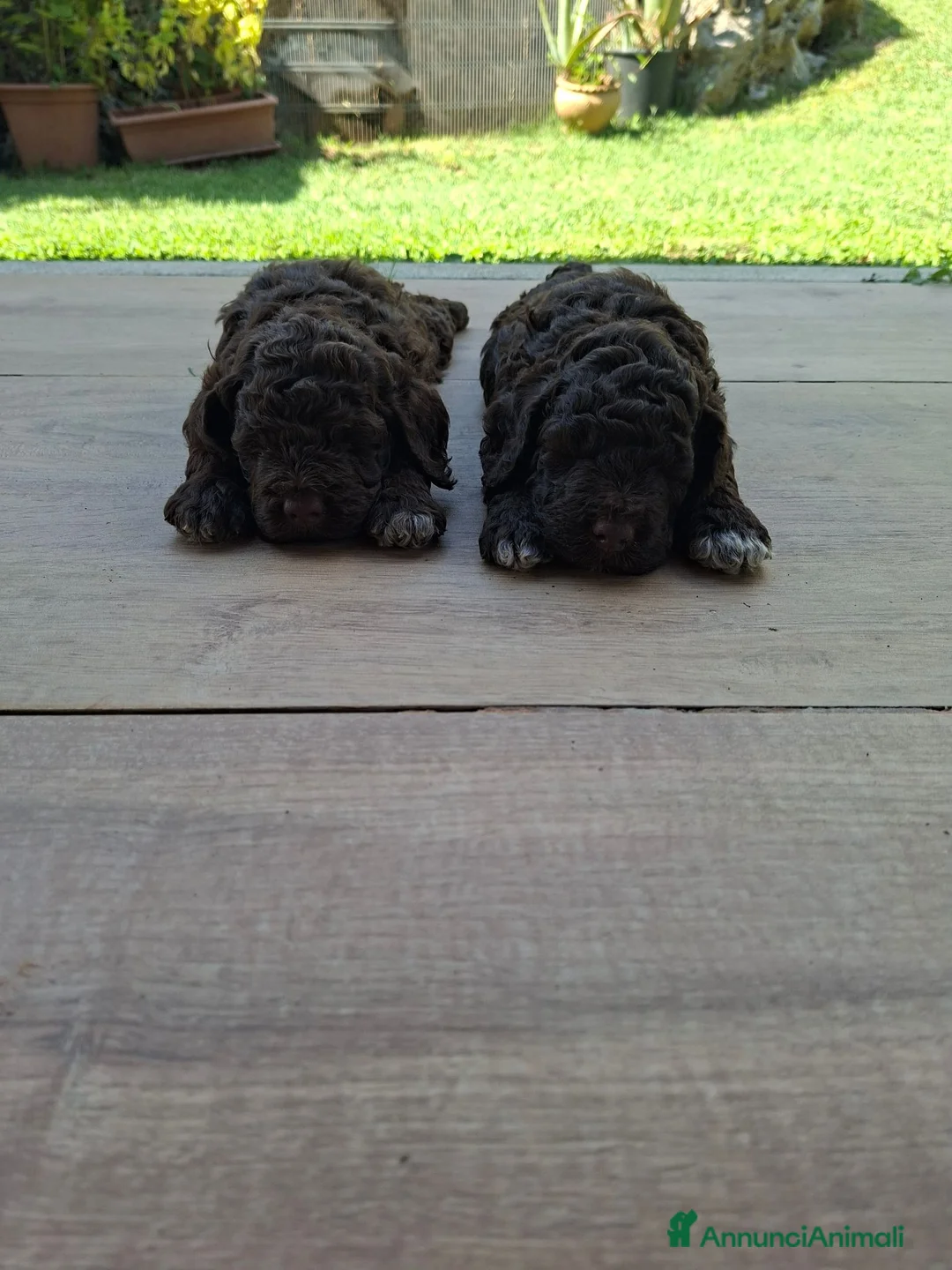Lagotto cani in vendita: Lagotto romagnolo  - Annuncio 5