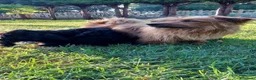Meticcio cani in vendita: Cuccioli di 2 mesi futura taglia piccola  - Annuncio 1