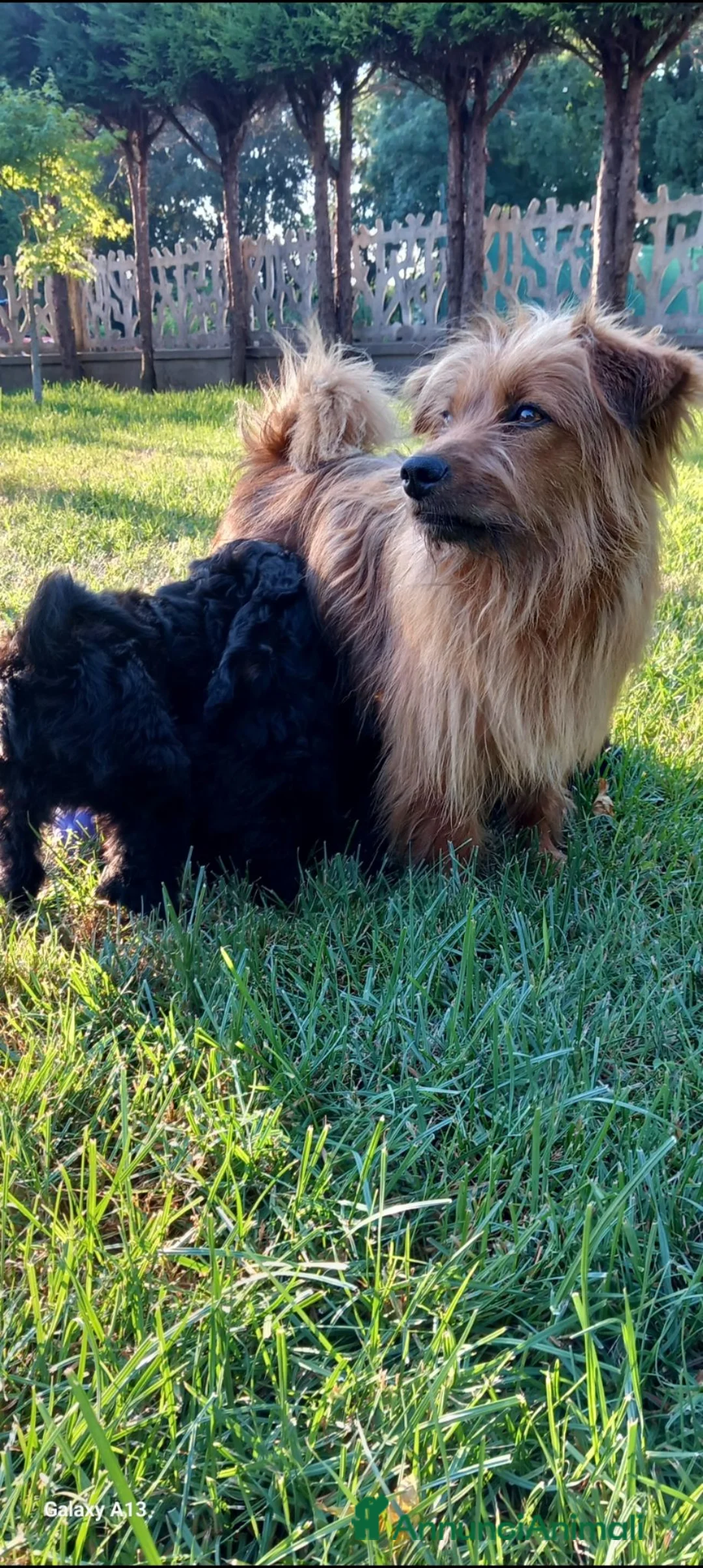Meticcio cani in vendita: Cuccioli di 2 mesi futura taglia piccola  - Annuncio 1