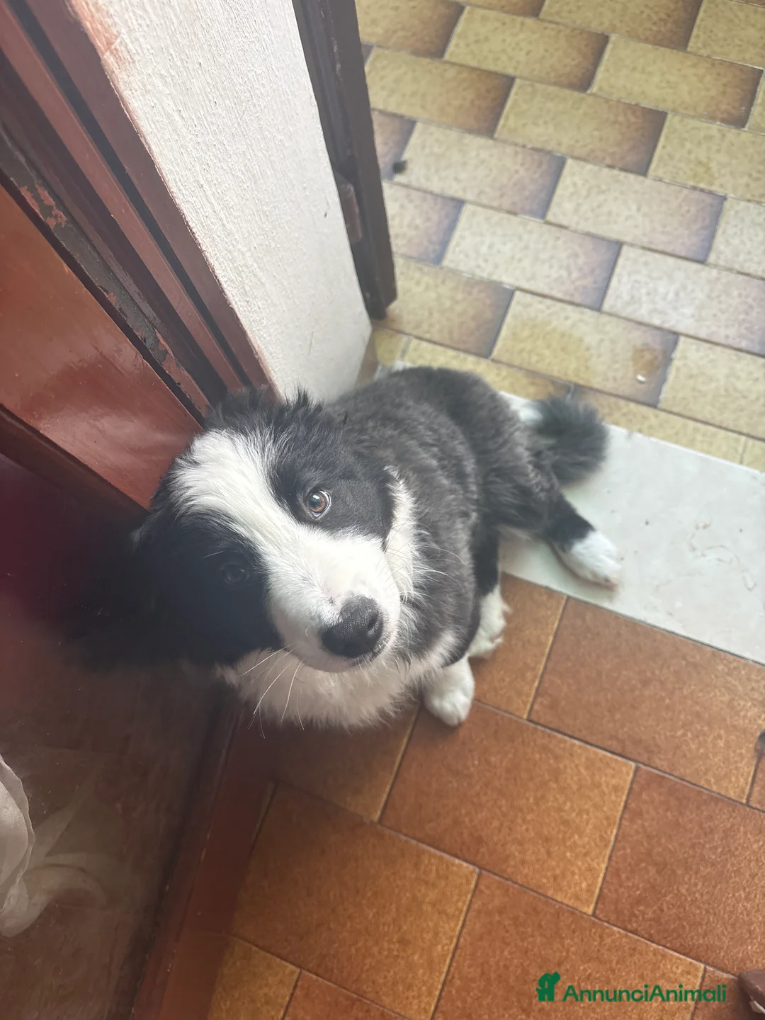 Border Collie cani in vendita: Cucciolo Border collie  - Annuncio 2