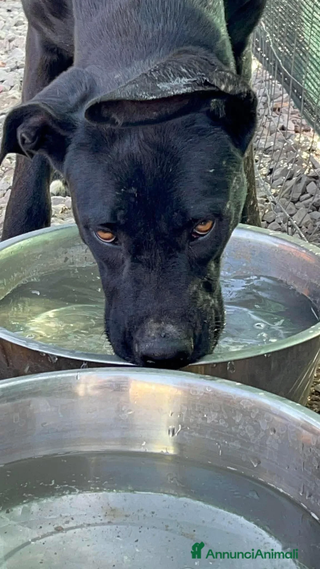 Meticcio cani in regalo: Olimpia, 2 anni, bella e buona  - Annuncio 9