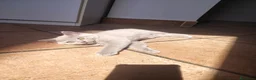 British gatti in vendita: Splendido cucciolo British Shorthair Lilac - Annuncio 3