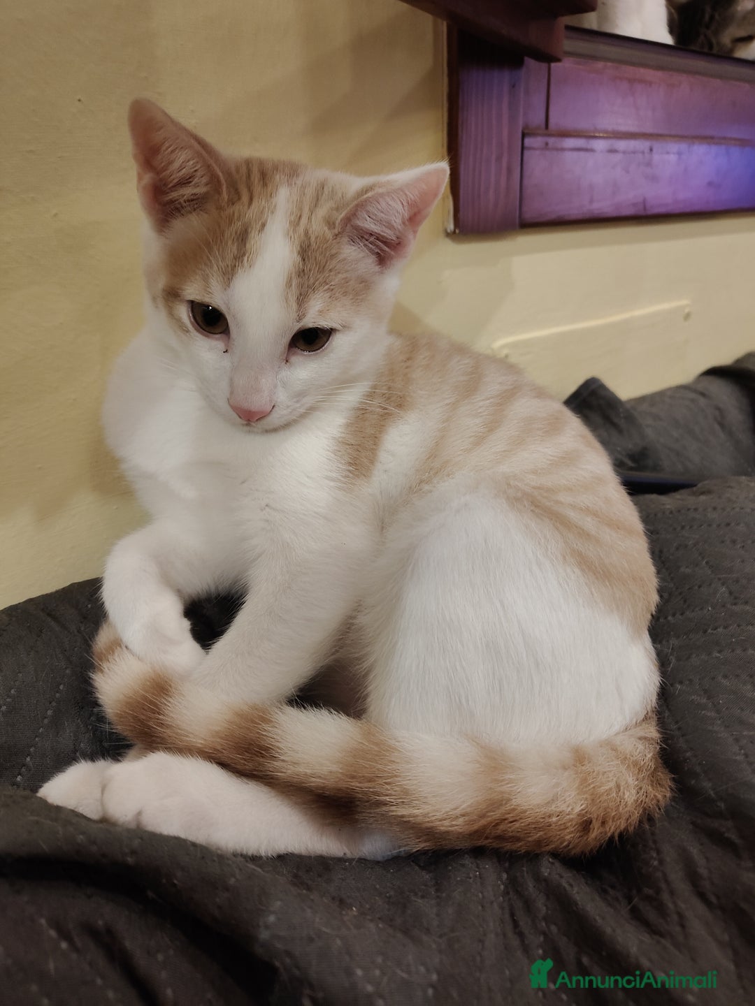 Altre razze gatti in regalo: Cuccioli di gatto  - Annuncio 6