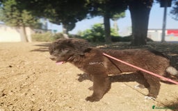 Meticcio cani in regalo: Baloo in adozione a Provincia di Taranto - Immagine 1