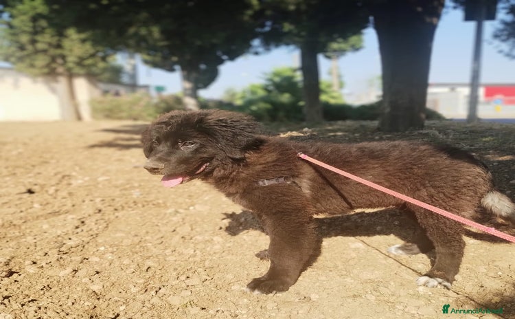 Meticcio cani a Provincia di Taranto - Annuncio 17