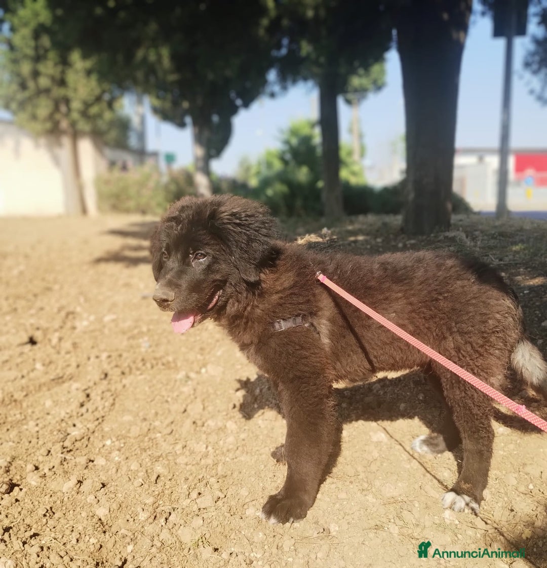 Meticcio cani in regalo: Baloo in adozione a Provincia di Taranto - Immagine 1