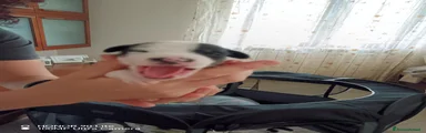 Jack Russell 2