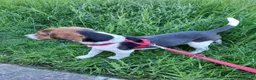Beagle cani in regalo: BEAGLE IN REGALO - Annuncio 4