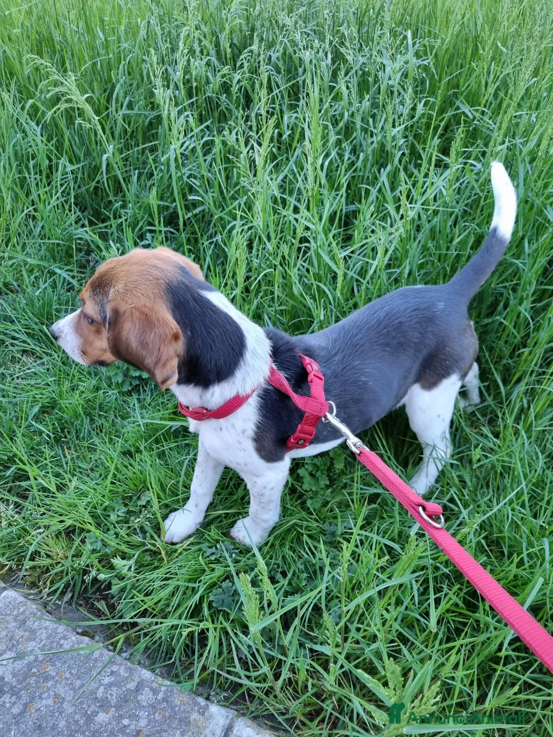 Beagle cani in regalo: BEAGLE IN REGALO - Annuncio 4