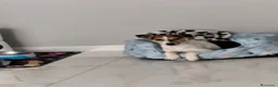 Jack Russell cani in vendita: Regalo jack russel  - Annuncio 5