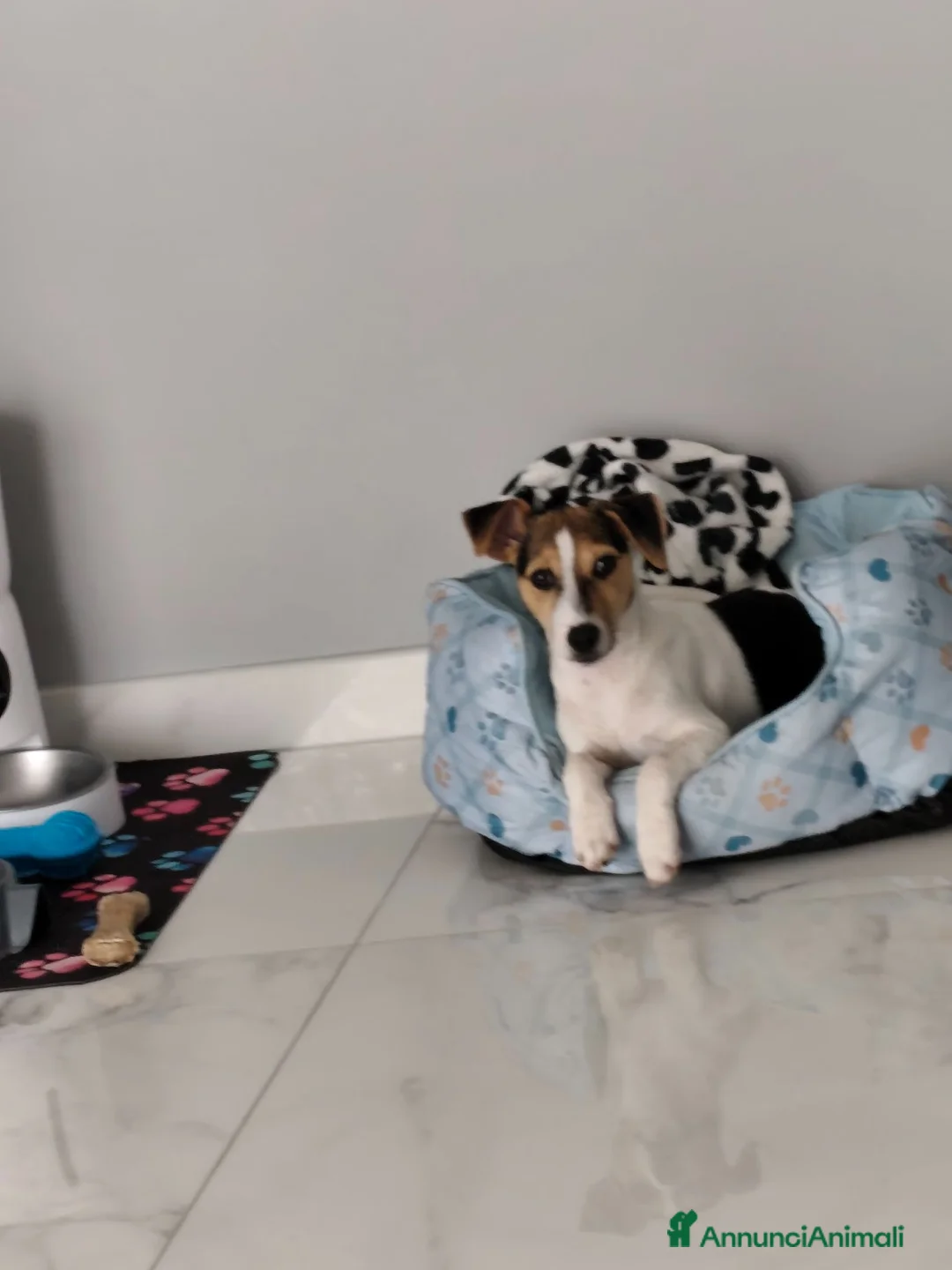 Jack Russell cani in vendita: Regalo jack russel  - Annuncio 5