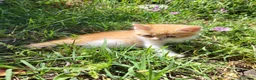Meticcio gatti in regalo: Cuccioli gattini  - Annuncio 4