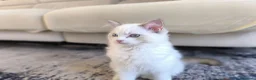 Ragdoll gatti in vendita: Ragdoll con pedigree Enfi - Annuncio 6