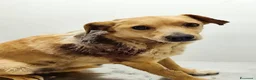 Meticcio cani in regalo: Milly - Annuncio 3