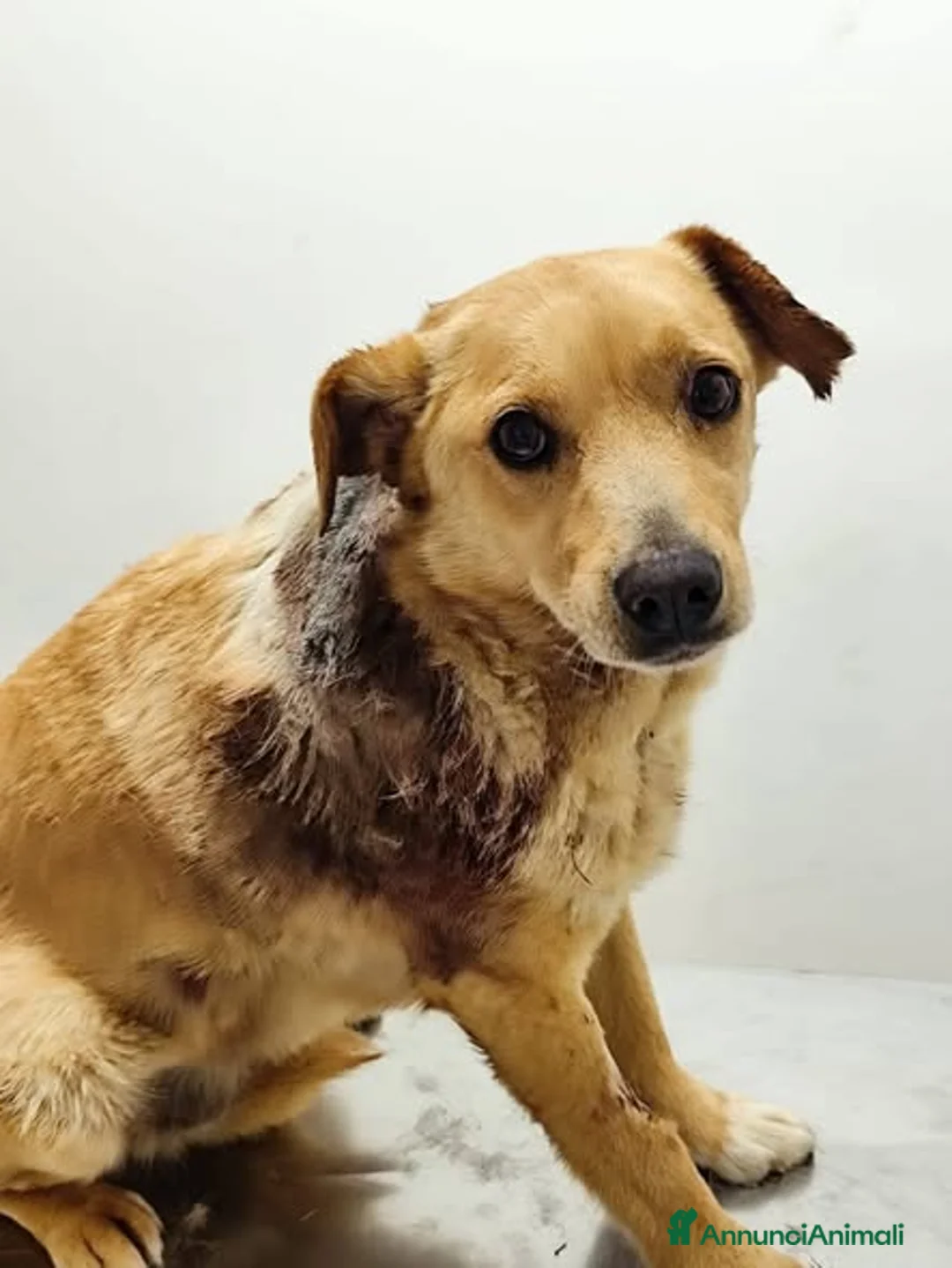 Meticcio cani in regalo: Milly - Annuncio 3