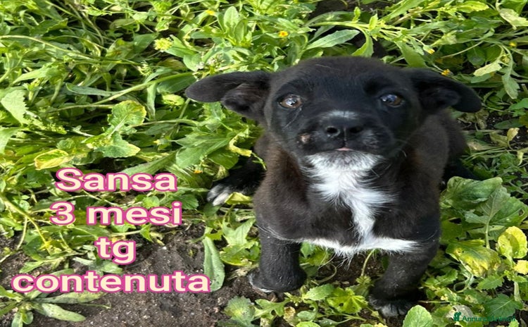 Meticcio cani - Annuncio 4