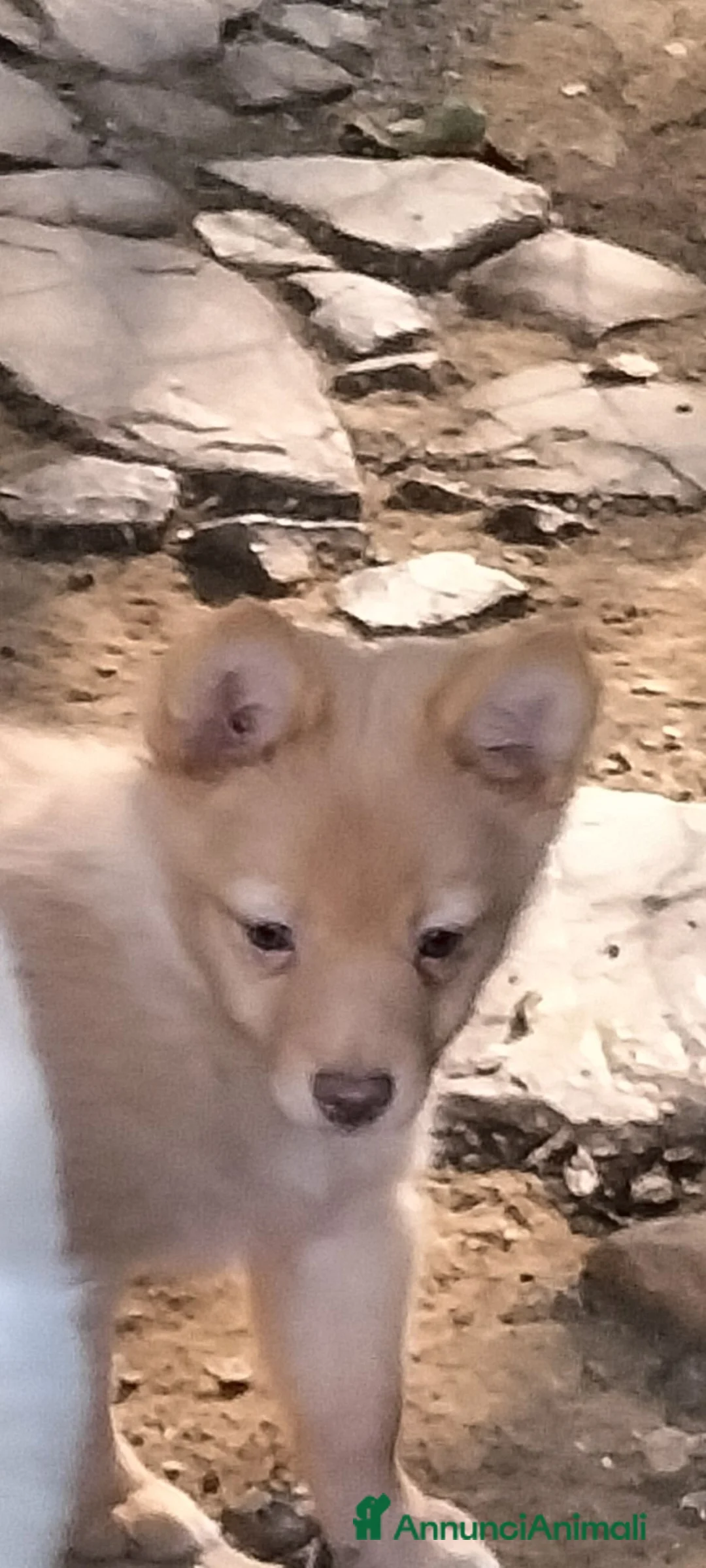 Volpino Italiano cani in vendita: Volpino italiano  - Annuncio 3