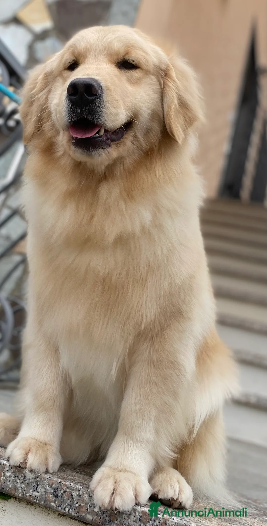 Golden Retriever cani in vendita: cuccioli golden americano 100% - Annuncio 2