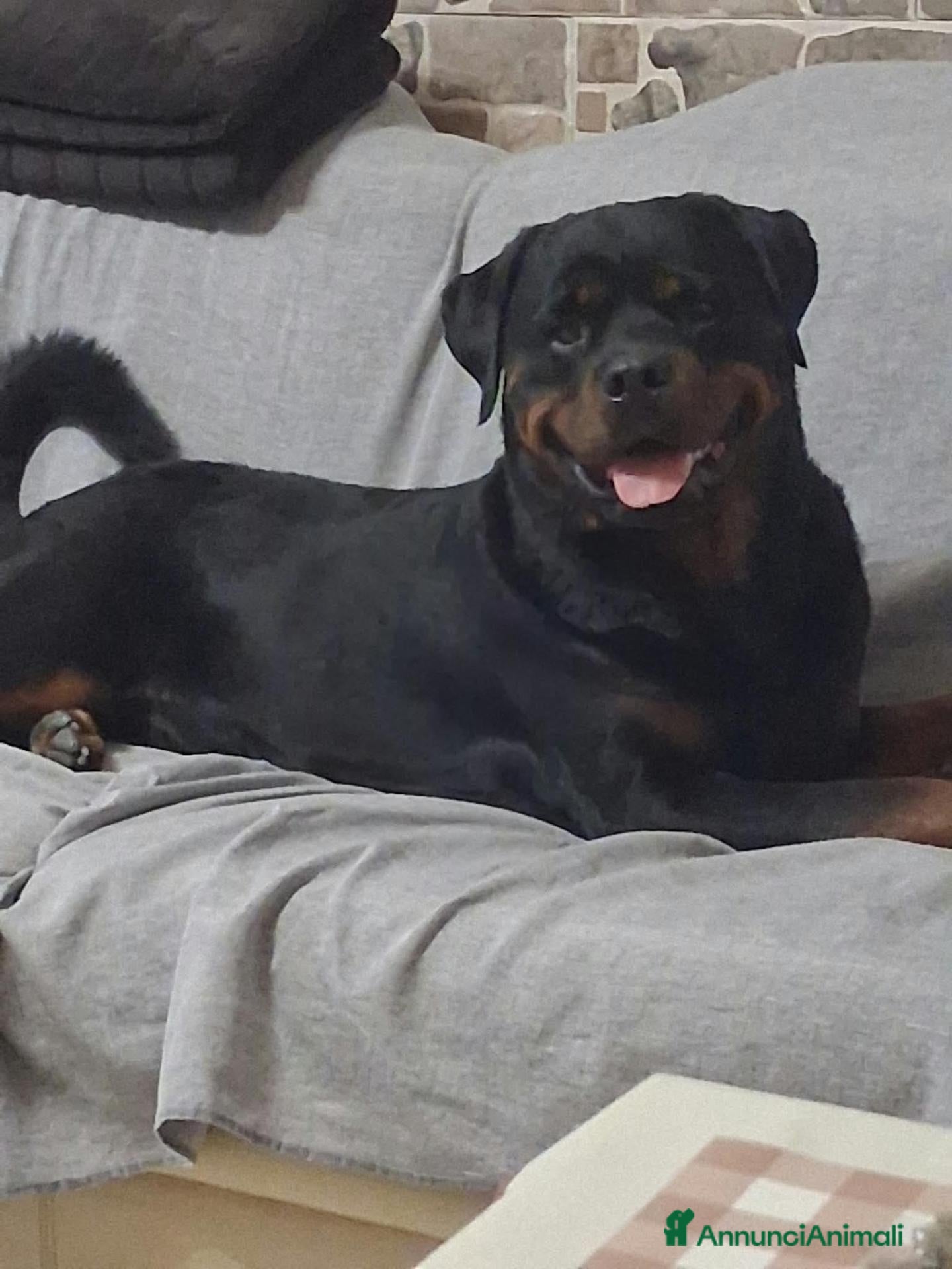 Rottweiler cani Cuccioli Rottweiler  - Annuncio 1