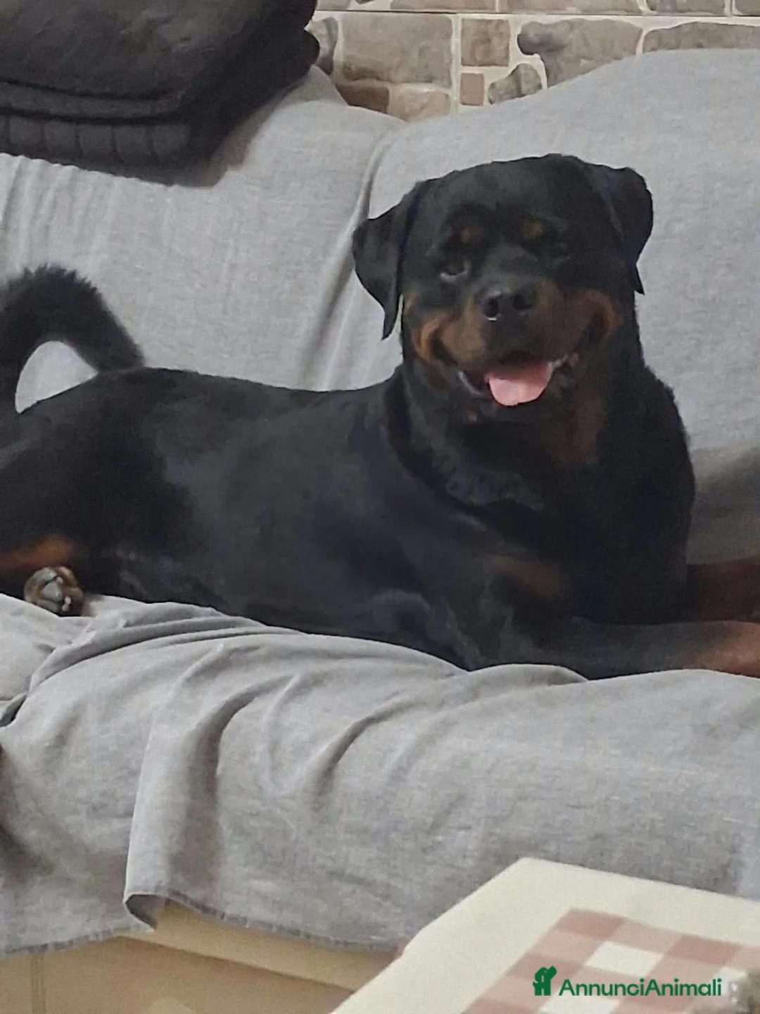 Rottweiler cani in vendita: Cuccioli Rottweiler  - Annuncio 1
