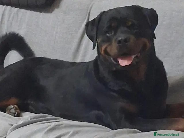 Rottweiler cani in vendita: Cuccioli Rottweiler - Annuncio 1