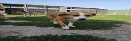 Meticcio cani in regalo: Lea: dolcissima e socievole con tutti  - Annuncio 4
