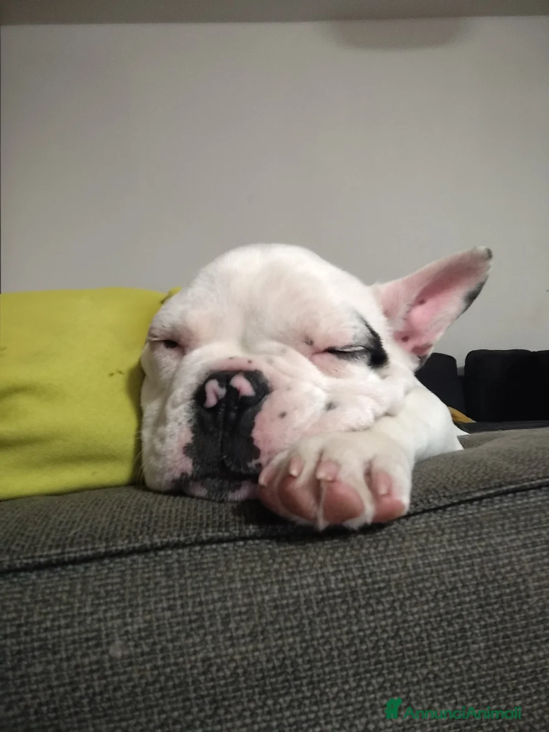 Bulldog Francese cani in vendita: Bulldog francese  - Annuncio 2