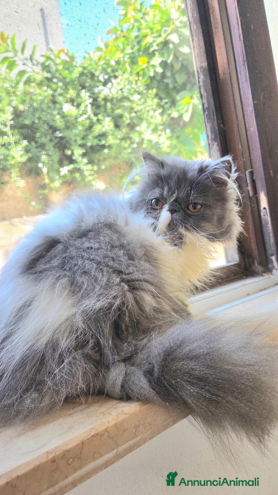 Persiano gatti in vendita: Cucciola persiana ipertipica femminuccia - Annuncio 5