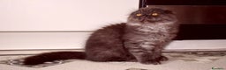 Scottish gatti in vendita: Scottish fold  a Provincia di Reggio Emilia - Annuncio 3