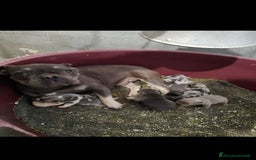 Bulldog Francese cani in vendita: Bulldog francesi cuccioli blu a Provincia di Padova - Immagine 6