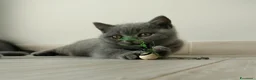 British gatti in vendita: British shorthair cucciolo - Annuncio 8