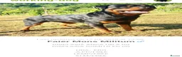 Rottweiler cani in vendita: Disponibile maschio rottweiler - Annuncio 3