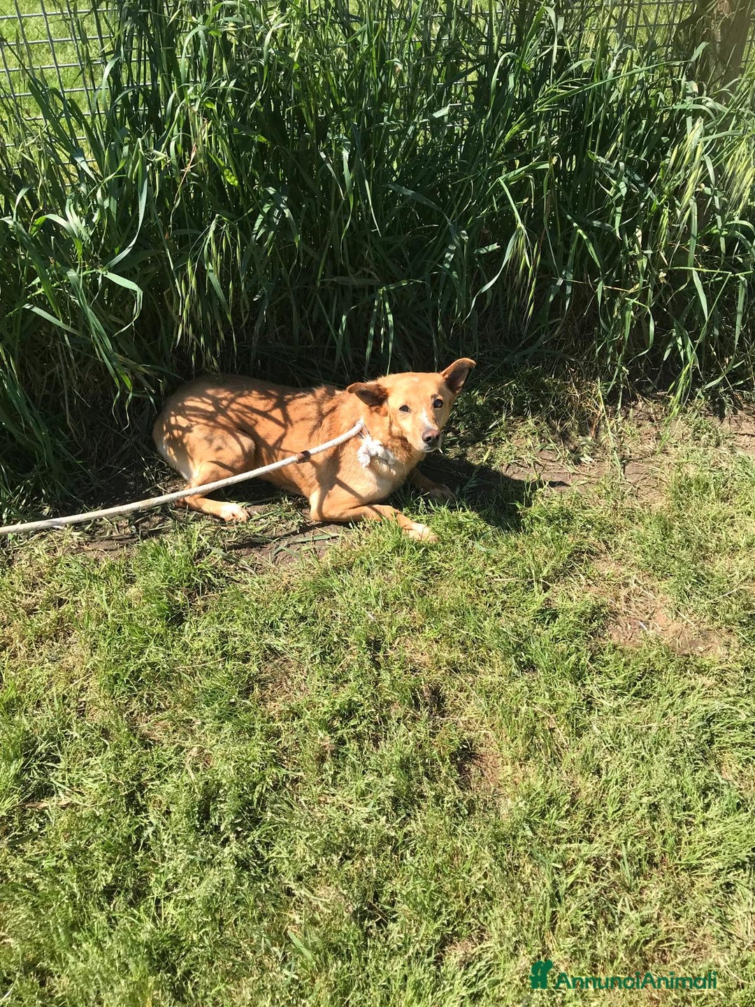 Meticcio cani in regalo: SCARY volpina bionda merita una famiglia a Provincia di Latina - Annuncio 4