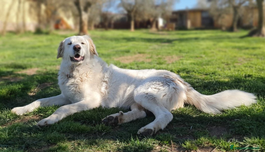 Pastore Maremmano cani in regalo: Rosetta,il cane con la C maiuscola a Pomezia - Annuncio 8