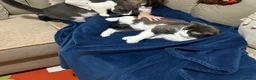 Meticcio gatti in regalo: Gatti a Provincia di Cremona - Annuncio 4